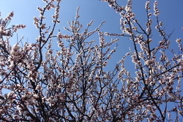 A lot of white flowers on branches of apricot tree against blue sky in April