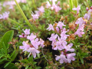 pink flowers in the garden
