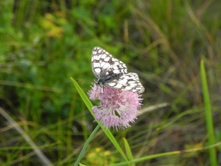 butterfly on flower