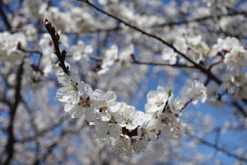 Arch like branch of blossoming apricot tree against blue sky in April