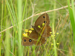 butterfly on green grass