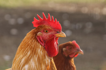 Red cock in profile in the foreground with a chicken in the background defocus blurred horizontal...