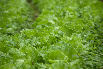 Beautiful organic vegetable salad plots - 321276220