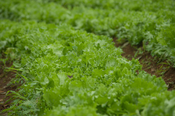 Beautiful organic vegetable salad plots - 321276224