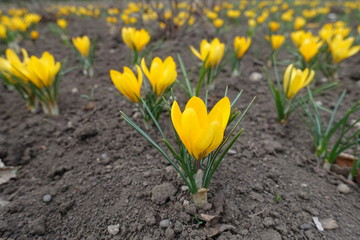 Abundant amber yellow flowers of crocuses in March