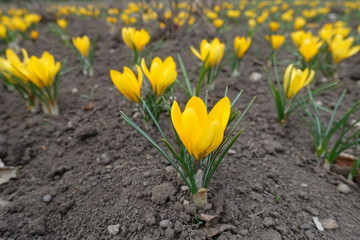 Fototapeta premium Abundant amber yellow flowers of crocuses in March