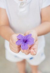 Penang, Malaysia - January 14, 2020 : Hand of small asian boy holding a purple flower.