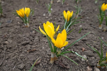 Bright yellow flowers of crocuses in March