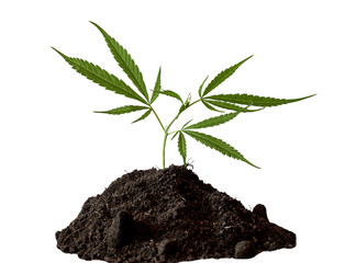 Marijuana plant growing on fertile soil isolated on white background