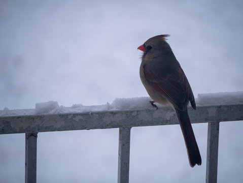 Cardinal female bird on rustic balcony railing on cold snowy day #1
