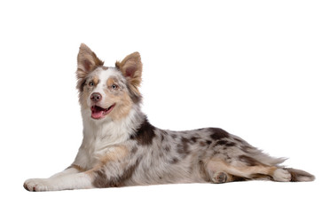 Border Collie dog lies. Pet on a white background.