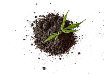 Marijuana plant growing on fertile soil isolated on white background