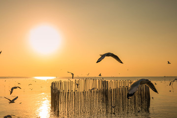 seagulls flying at the pangpoo
