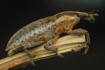 Долгоносик на ветке