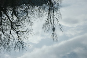 Fototapeta na wymiar Reflet d'arbres nus dans un barrage