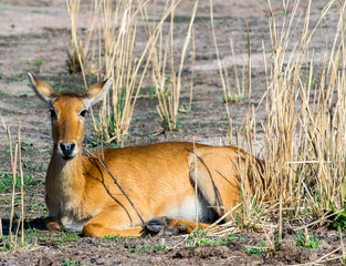 Isolated Puku Antelope resting on the dry African Plains in South Luangwa National Park, Zambia