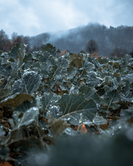 Nebel in Rathen Sächsische Schweiz