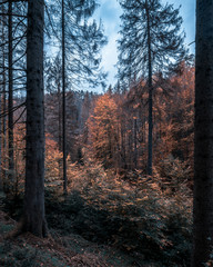 Wanderung in Hrensko zum Edmundsklamm und Prebischtour
