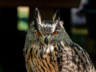 Huge owl closeup shot, flora and fauna of Vosges