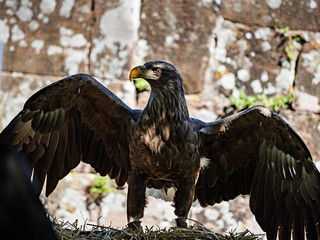 Huge eagle shot close-up of the flora and fauna of Vosges