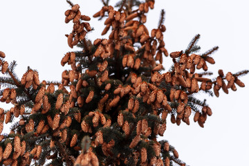 Fir cones. Many fir cones on the top of a blue spruce, close-up.