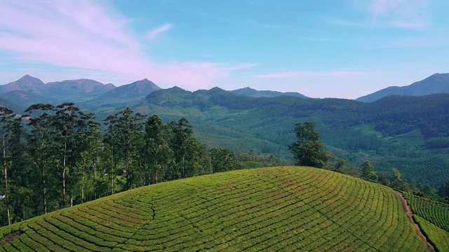 Tea plantations in Munnar, Kerala, India. Beautiful views of green hills with blue sky.