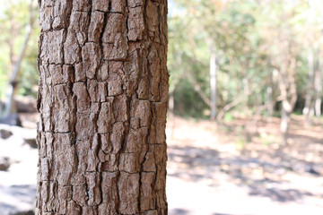 Focus on bark of the tree, the background is blurred