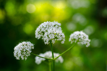 Valerian in the garden on a green natural background. Medicinal plant in nature. Sedative