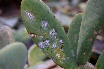 Cochenille-Schildläuse (Dactylopius coccus) auf Opuntien Pflanze