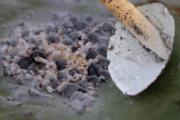 Cochenille-Schildläuse (Dactylopius coccus) Zucht zur Herstellung von Farbstoff