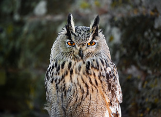 Huge owl closeup shot, flora and fauna of Vosges