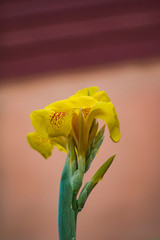 The beautiful Canna lily flower is blooming in the garden