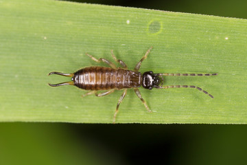 Close-up of European earwig over a leaf.