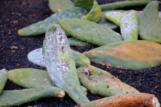 Cochenille-Schildl&auml;use (Dactylopius coccus) auf Opuntien Pflanze