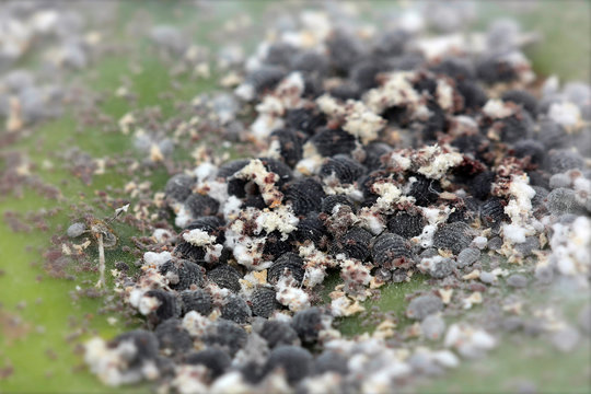 Cochenille-Schildl&auml;use (Dactylopius coccus) Zucht zur Herstellung von Farbstoff