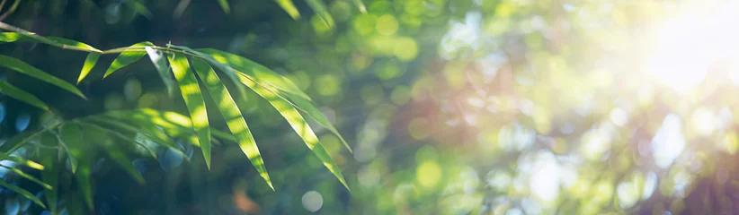 Papier Peint photo Zen Feuilles de bambou, feuille verte sur fond de verdure floue. Belle texture de feuille au soleil. Fond naturel. gros plan de macro avec espace libre pour le texte.
