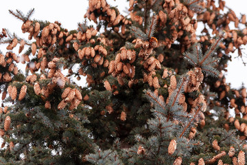 Fir cones. Many fir cones on top of a blue spruce, view from below.
