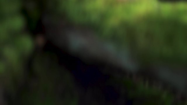 Amager f&aelig;lled Moss & mushrooms on tree & roots in the forest Mushrooms & moss on tree 4k explainer video background with copy space for text or image