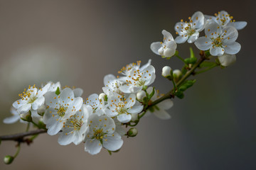 Allphotokz Blooming Trees 20190329 7763 D810