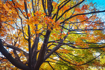 Mont Royal in Autumn, Montreal, Canada