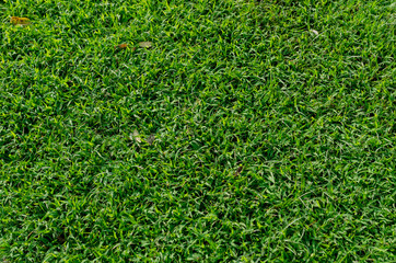 Green grass pattern and texture for background. Close-up image.