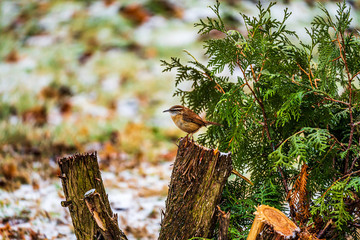 Carolina Wren bird on tree Stump