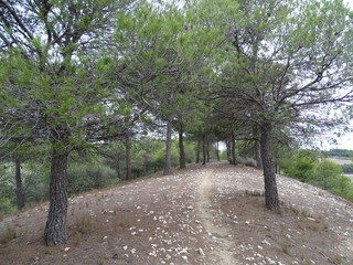 caminillo
