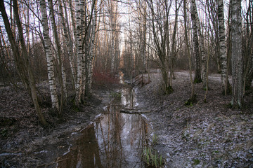 Walk through the winter forest. The first snow covers the ground