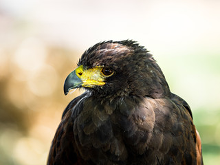 Huge eagle shot close-up of the flora and fauna of Vosges