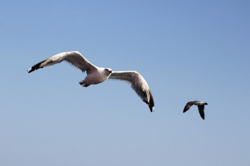 Seagull in pair