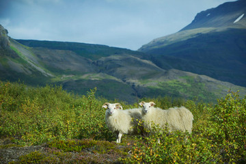 Moutons Islandais