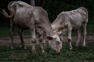 Naklejka na ściany i meble White cows on a field on a nite day in summer.