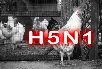 Epidemic disease of chicken flu h5n1. Chinese pandemic danger. Animals virus to people. Cock near...