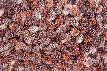 Brown pine cones background